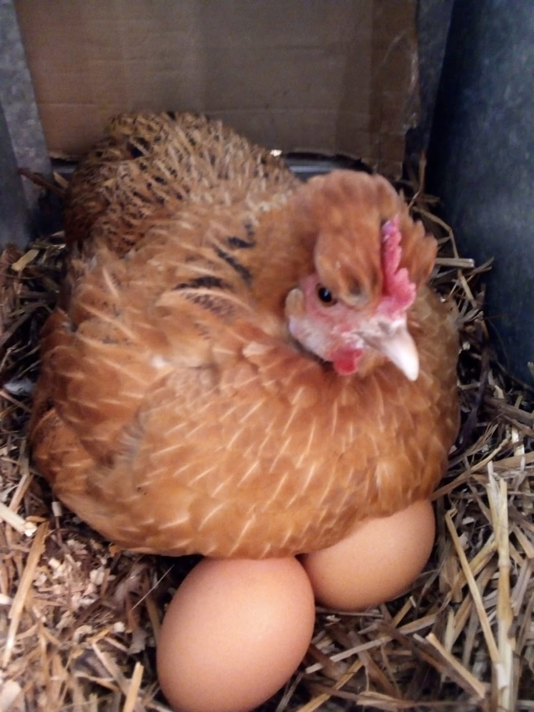 Les Gallines ja ponen!
