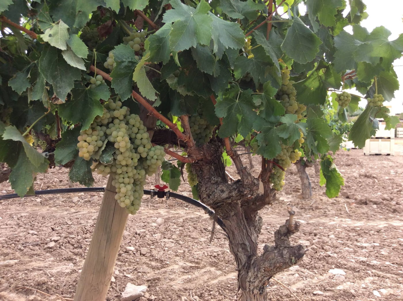 Verdú, terra de vins